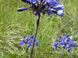 Agapanthus campanulatus blue umbels